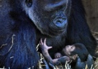 De que se alimentam os gorilas? - AP